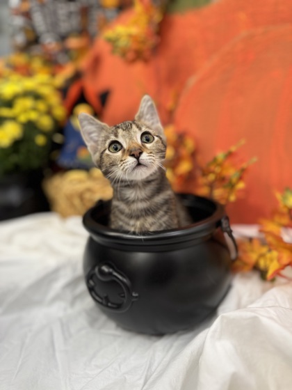 Soymilk (Odie)