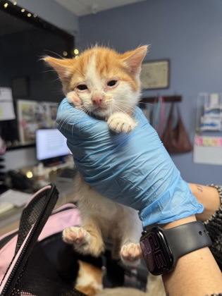 Opie