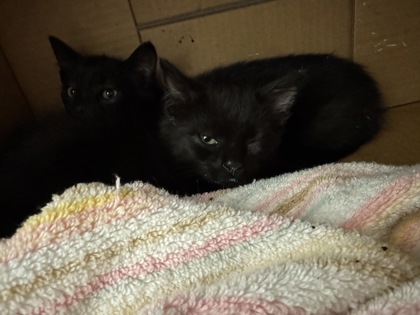 Whiskers on Kittens