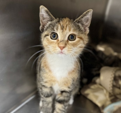 Perfect Peach Cobbler
