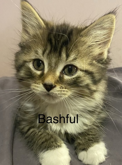 Bashful