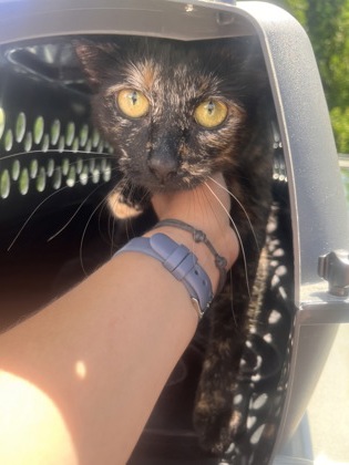 Millie2