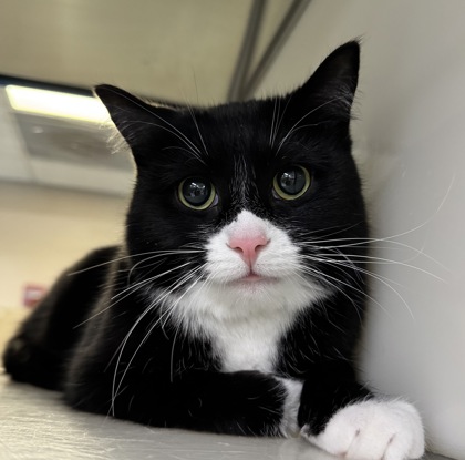 Groundhog Grasshopper (Coraline)