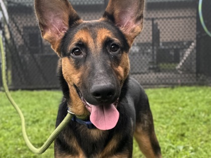 Loki1