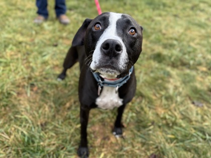 Madame Porkrind (Ellie)