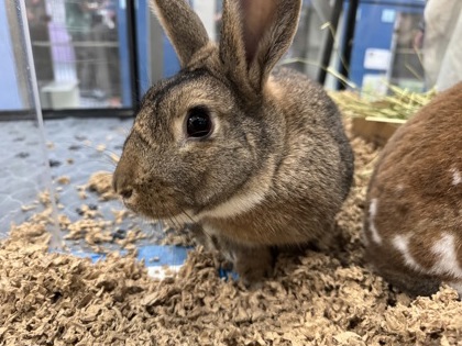 Bun Bun