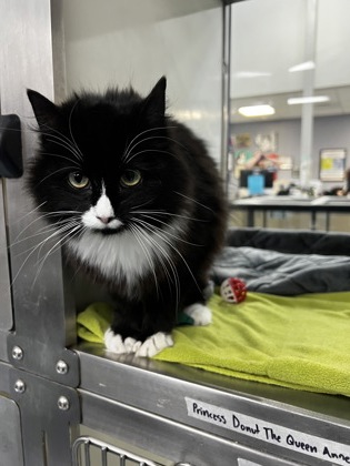 Princess Donut the Queen Anne Chonk2