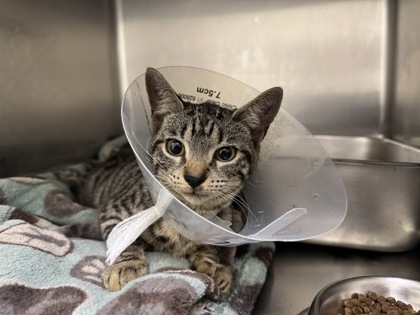 Satellite Dish