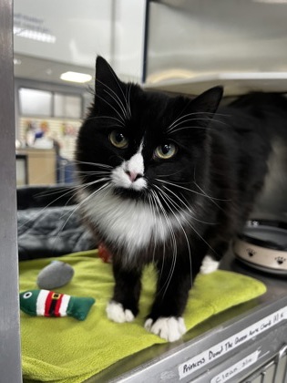 Princess Donut the Queen Anne Chonk