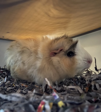 Miso