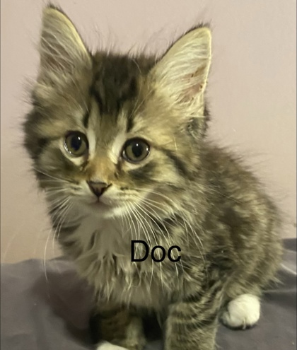 Doc