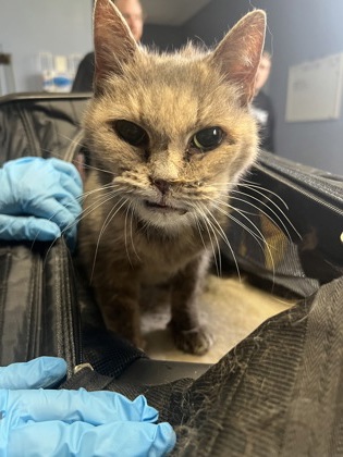 Torti-Tilla