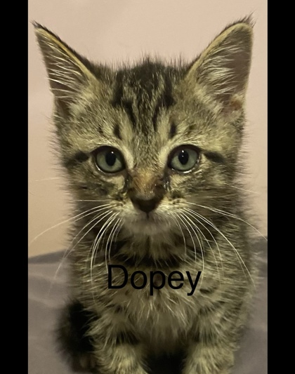 Dopey