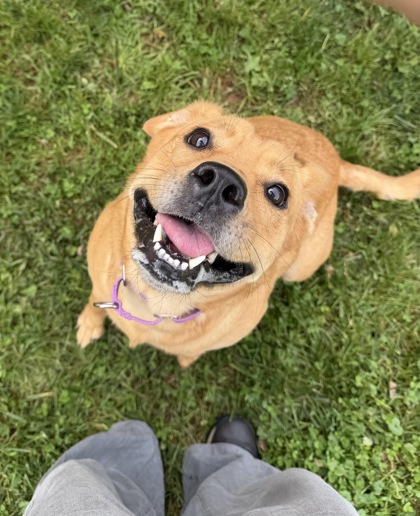 Reece
