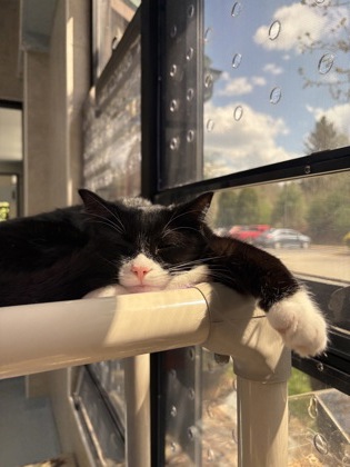 Groundhog Grasshopper (Coraline)