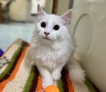 Snowball