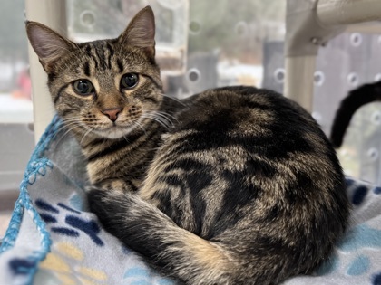 Cookie Butter (Jagr)