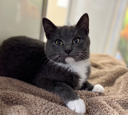 Mighty Muscadine Queen of the Superfruits