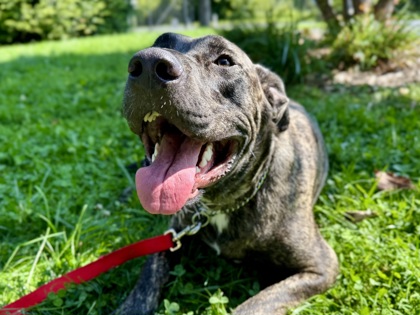 Diego