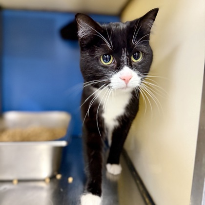 Groundhog Grasshopper (Coraline)3