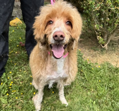 Maggie