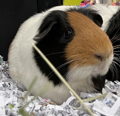Tater Tot