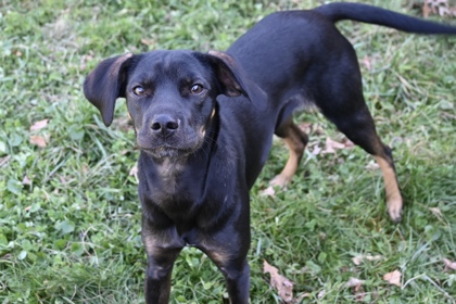 Raven: Homecoming Queen 20252