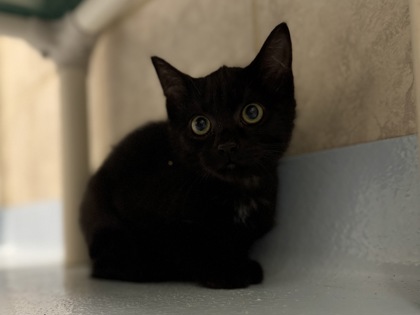 Whiskers on Kittens