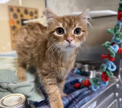 Nearly Headless Nick