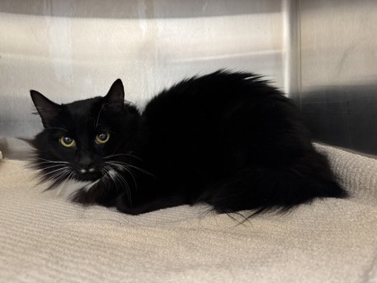 Ruffnut Eugene Thorston (Bingo)