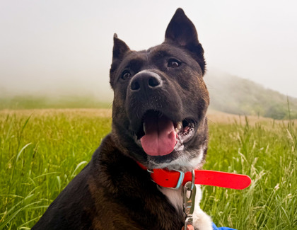 Oakley