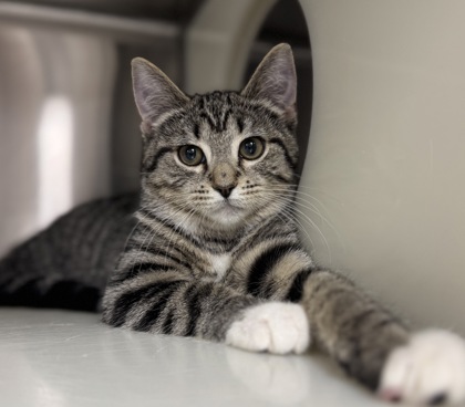 Salted Caramel Crunch