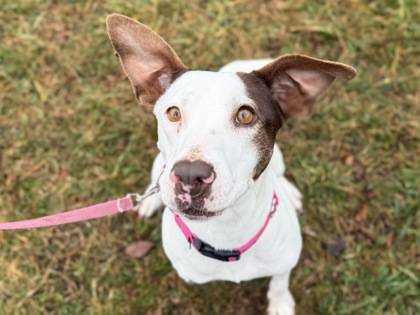 Reese’s White Chocolate Christmas Tree