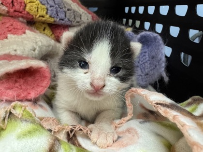 The Prince Who Was an Egg