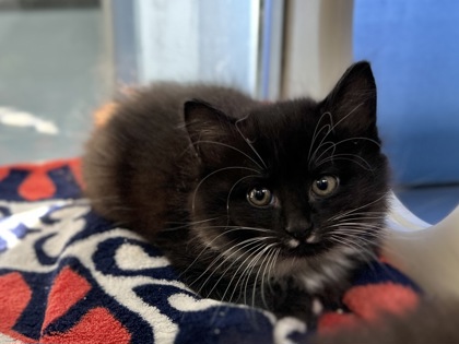 Ruffnut Eugene Thorston (Bingo)2