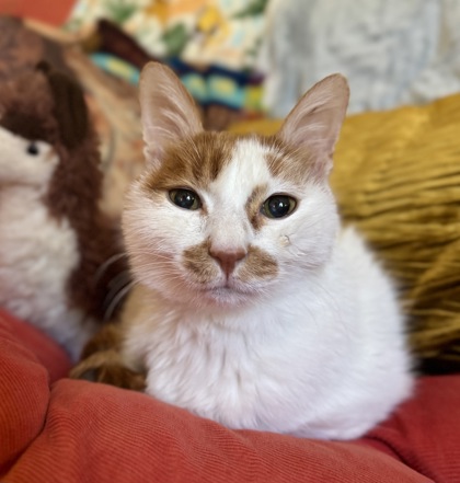 MiMi (Bean)