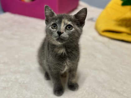 Dragon's Beard Candy