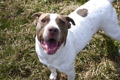 Rooster Crows at Dawn