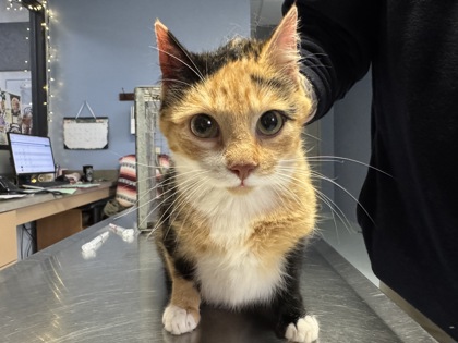 Dungeon Crawler Carl