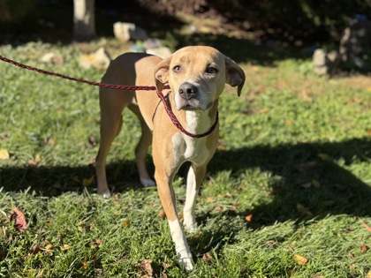 Shrek! (Bella)