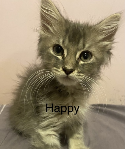 Happy
