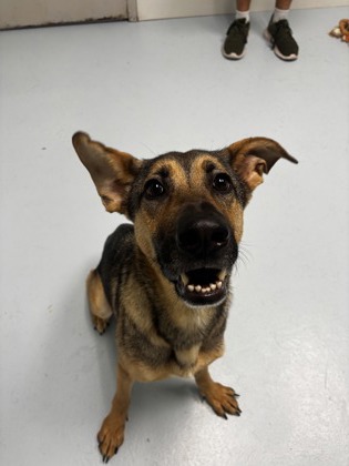 Nova