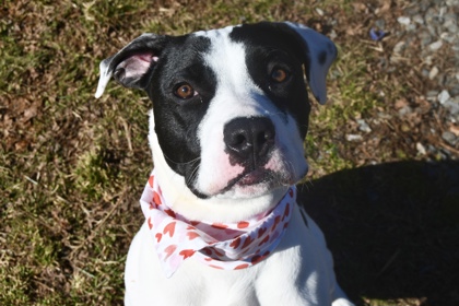 Esteban Julio Ricardo Montoya De La Rosa (Spot)