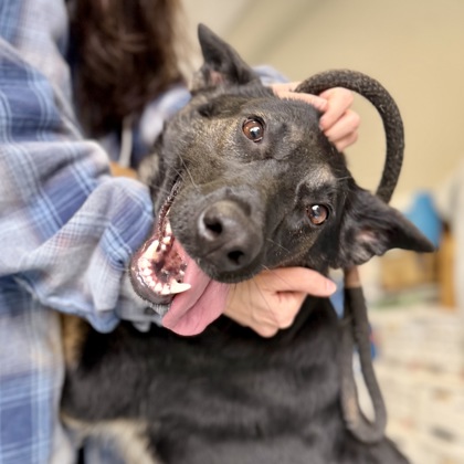 Mona Lisa Vito (Sophie)