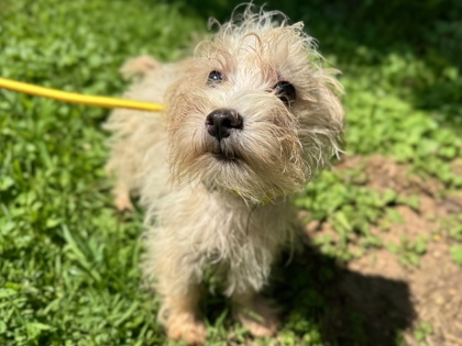 Suri