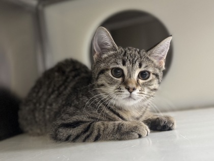 Chocolate Haze Craze