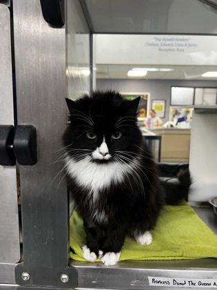 Princess Donut the Queen Anne Chonk3