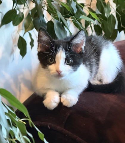 BIELE - Domestic Shorthair / Mix available for adoption