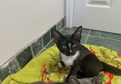 ROCKIE - Domestic Shorthair / Mix available for adoption