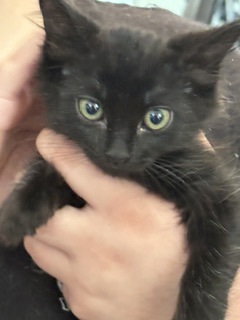 MOJITO - Domestic Shorthair / Mix available for adoption